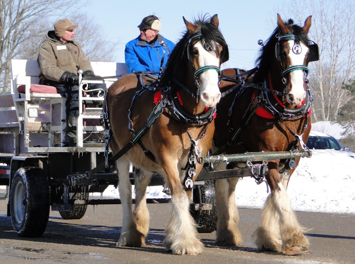 Leeds_County_Draft_Horse_Club_Facebook_Page.jpeg