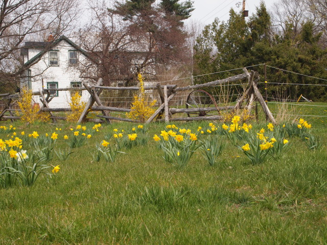 jones-falls-daffodils.jpg