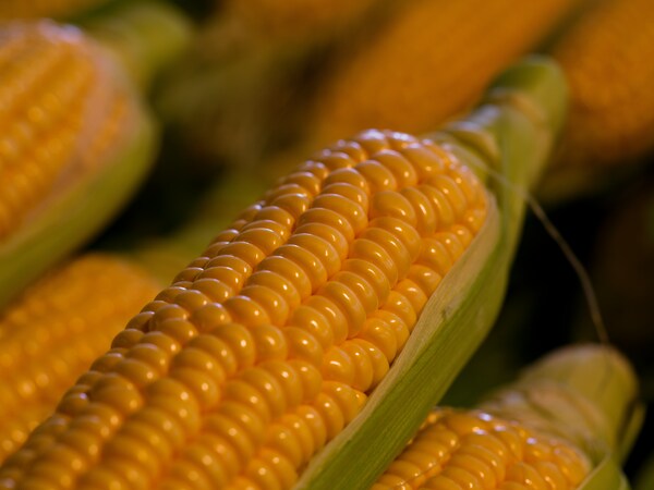 Corn engin akyurt f7 gkYCsDsQ unsplash 1