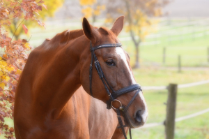 Equestrian Outings